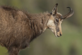Chamois (Rupicapra rupicapra) during the spring moult. Hohneck, Vosges, Alsace, France