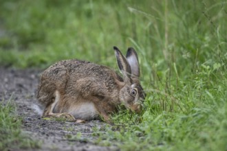 European hare (Lepus europaeus), Emsland, Lower Saxony, Germany