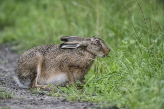 European hare (Lepus europaeus), Emsland, Lower Saxony, Germany