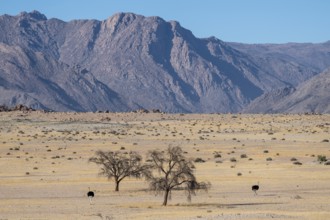 Common ostriches (Struthio camelus) in dry landscape in front of the Brandberg, Damaraland, Namibia