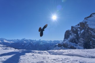Alpine chough (Pyrrhocorax graculus), bird flying over snow-covered mountains in the sunlight,