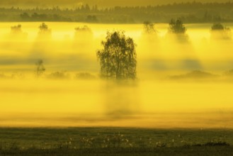 Early morning fog over the moor, birch (Betula), birch family (Betulaceae), sunrise fog, Pfrungen,