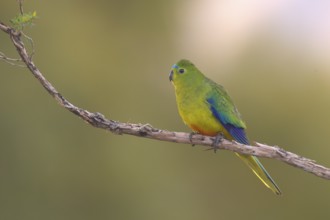 Orange-bellied Parrot (Neophema chrysogaster), Tasmania, Australia
