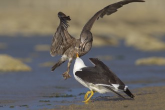 Pacific Gull (Larus pacificus), Victoria, Australia