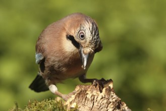 Eurasian Jay (Garrulus glandarius), Lower Saxony, Germany