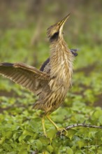 American Bittern (Botaurus lentiginosus), Texas, USA