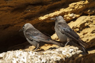 Western Jackdaw (Coloeus monedula), Andalusia, Spain