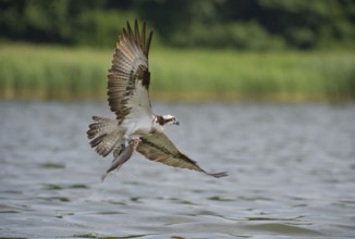 Western Osprey (Pandion haliaetus) flying, Mecklenburg-Western Pomerania, Germany