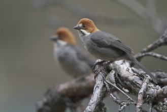 Rufous-eared Brushfinch (Atlapetes rufigenis), Central Highlands, Peru