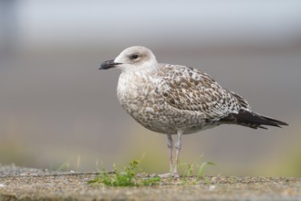 European Herring Gull (Larus argentatus), Schleswig-Holstein, Germany