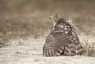 Cooper's Hawk (Accipiter cooperii) perched on the ground, Texas, USA
