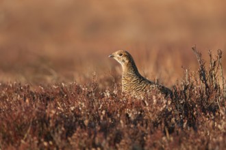 Black Grouse (Lyrurus tetrix) female, Sweden