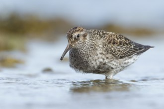Purple Sandpiper (Calidris maritima), Myvatn, Iceland