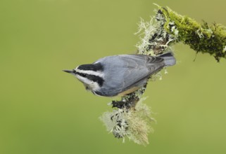 Red-breasted Nuthatch (Sitta canadensis), British Columbia, Canada