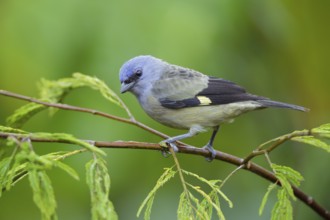 Yellow-winged Tanager (Thraupis abbas) perched on a branch, Alajuela, Costa Rica