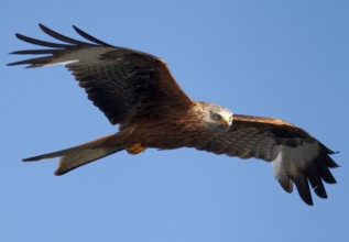 Red Kite (Milvus milvus) flying, Mecklenburg-Western Pomerania, Germany