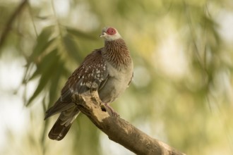 Speckled Pigeon (Columba guinea), Gambia