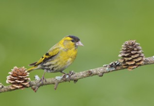 Carduelis spinus