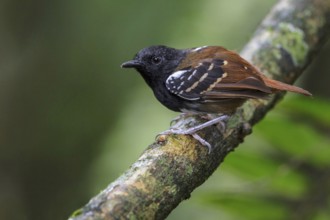 Southern Chestnut-tailed Antbird (Myrmeciza hemimelaena) perched on a branch in Manu National Park,