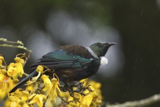 Tui on kowhai flowers in rain