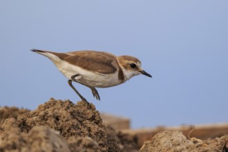 Kentish Plover (Charadrius alexandrinus) female, Greece