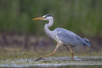 Grey Heron (Ardea cinerea), North Rhine-Westphalia, Germany