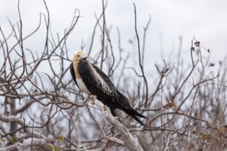 Frigatebirds (Fregatidae), Galapagos, Ecuador