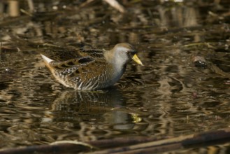 Sora (Porzana carolina) in freshwater marsh