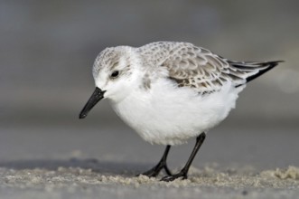 Sanderling (Calidris alba), New Jersey, USA