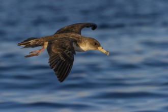 Cory's Shearwater (Calonectris borealis) flying, Eilat, Israel