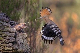 Eurasian Hoopoe (Upupa epops) feeding chicks in breeding cavity, Saxony-Anhalt, Germany