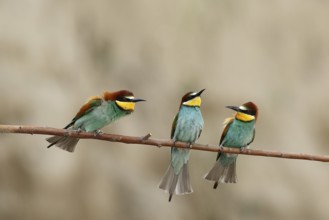 European Bee-eater (Merops apiaster), Piedmont, Italy