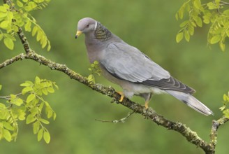 Band-tailed Pigeon (Patagioenas fasciata), British Columbia, Canada