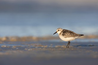 Sanderling (Calidris alba)