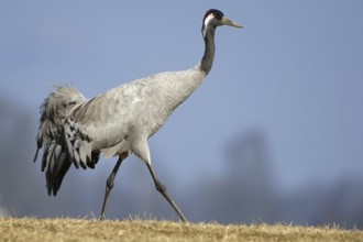Common Crane (Grus grus), Vaestergoetland, Sweden