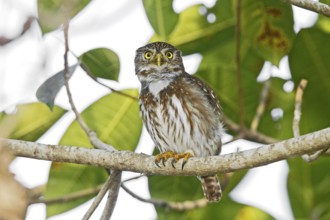 Ferruginous Pygmy-Owl Glaucidium brasilianum Matachen, Nayarit, Mexico 25 March Adult Strigidae