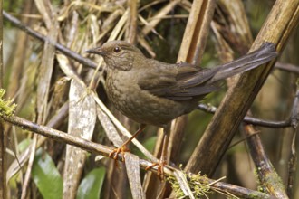 Glossy-black Thrush (Turdus serranus), Ecuador