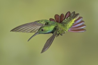 Green-breasted Mango (Anthracothorax prevostii), Costa Rica