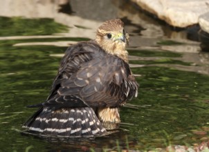 Merlin, Falco columbarius, bathing in a pool in Saskatoon, Saskatchewan, Canada