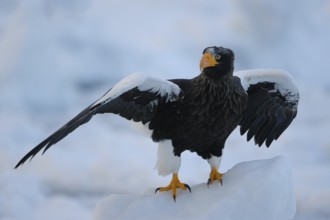 Steller's Sea Eagle (Haliaeetus pelagicus), Hokkaido, Japan