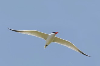 Caspian Tern (Hydroprogne caspia) male flying, Turkey