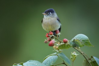 Black-capped flycatcher, Empidonax atriceps. Very small passerine bird in the tyrant flycatcher