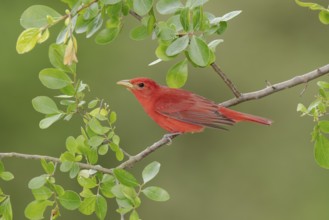 Summer Tanager (Piranga rubra) male perched on a branch, Texas, USA