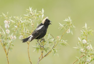 Bobolink (Dolichonyx oryzivorus) male singing, perched on a twig, Minnesota, USA