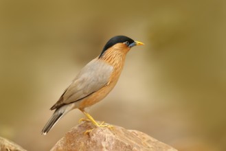 Wildlife India. Brahminy myna or brahminy starling, Sturnia pagodarum, bird from India. Myna