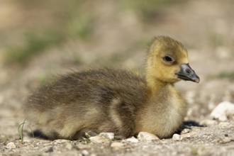 Greylag Goose (Anser anser) chick, Baden-Wuerttemberg, Germany