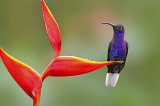 Tropic bird with red flower. Hummingbird, action wildlife scene from nature. Hummingbird from Costa