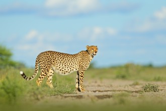 Cheetah in grass, blue sky with clouds. Spotted wild cat in nature habitat. Cheetah, Acinonyx