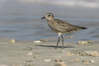 American Golden Plover (Pluvialis dominica), Costa Rica
