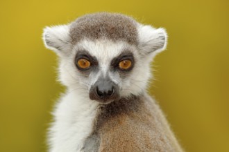Detail portrait of cute monkey. Portrait of Ring-tailed Lemur, Lemur catta, with yellow clear